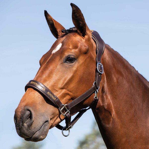 LEATHER HALTER W/ERGONOMIC POLLGUARD - CALFSKIN LINING