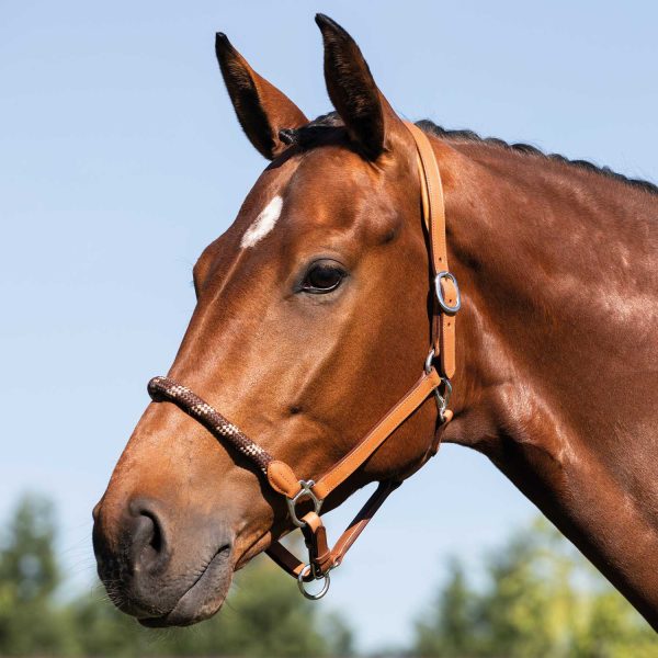 LEATHER HALTER W/ERGONOMIC POLLGUARD - ROPE NOSEBAND